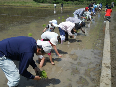 田植えのようす